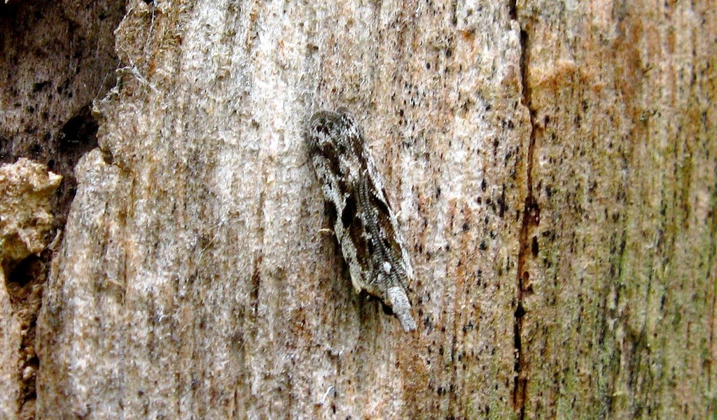 Anarsia vinsonella