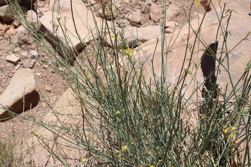 Coronilla juncea image