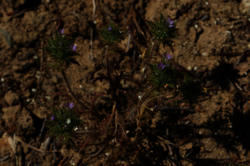 Image of Navarretia mellita by (c) Arvel Hernandez, some rights reserved (CC BY)