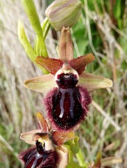 Ophrys sphegodes atrata