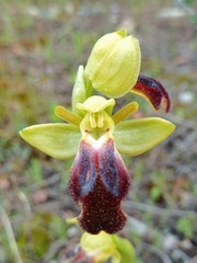 Ophrys fusca iricolor