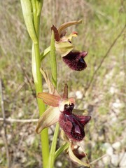 Ophrys sphegodes atrata