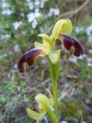 Ophrys fusca iricolor