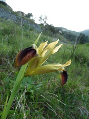 Iris tuberosa