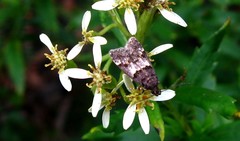 Ancylometis mulaella