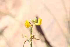 Coronilla juncea subsp. pomelii image