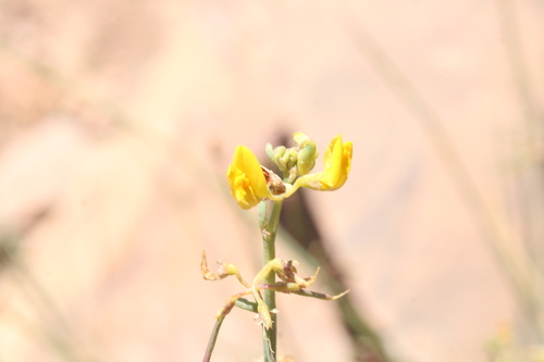 Coronilla juncea image