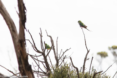 Purpureicephalus spurius