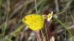 Eurema floricola ceres