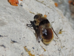 Cephenemyia stimulator