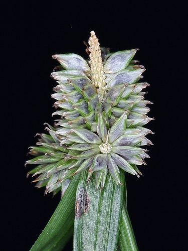 Cyperus sesquiflorus