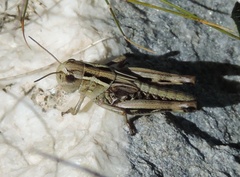Arcyptera