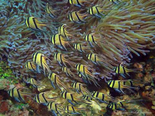 Foto de Cardenal de Banggai (Pterapogon kauderni)