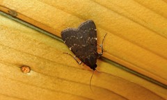 Hydrillodes uliginosalis