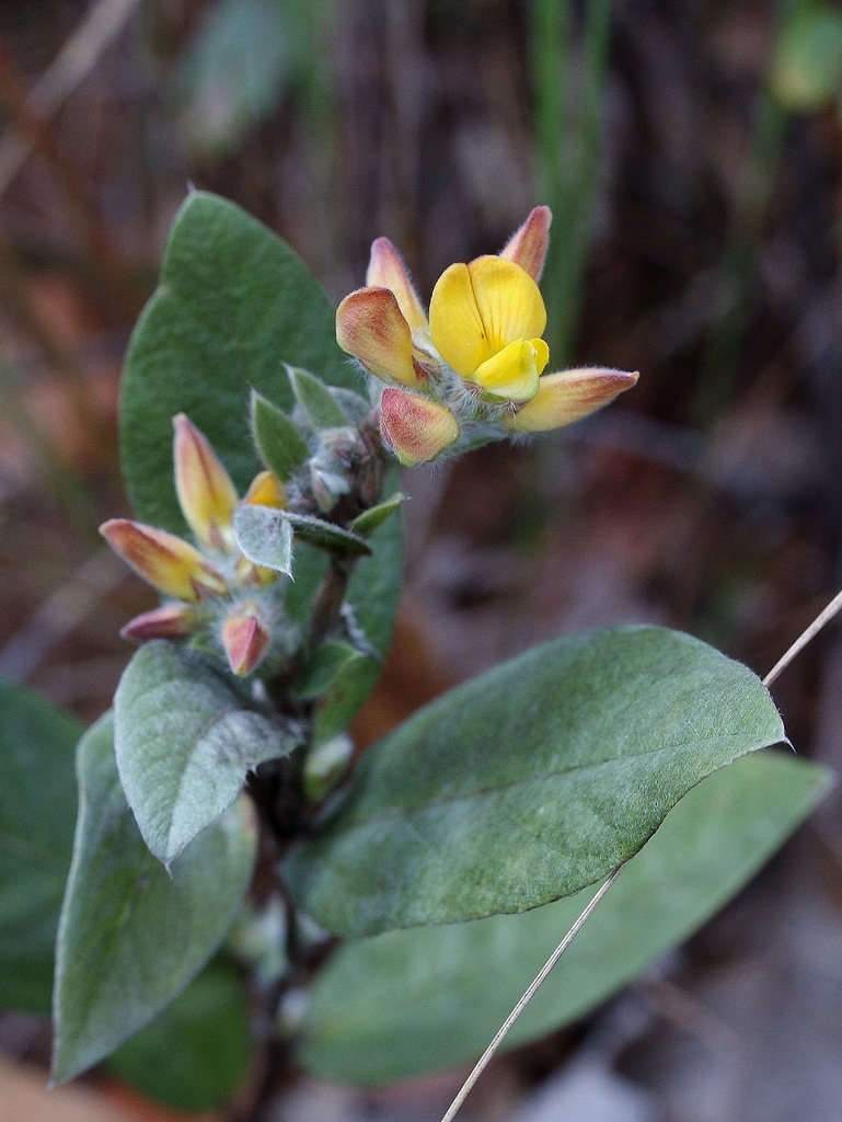 Eriosema rigidum