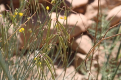 Coronilla juncea subsp. pomelii image