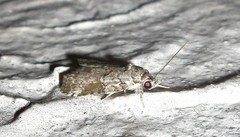 Nycteola mauritia