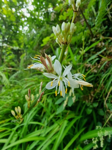 Chlorophytum comosum image