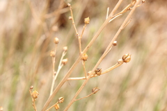 Scrophularia hypericifolia image