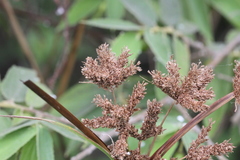 Cyperus imbricatus