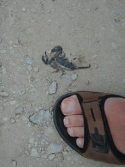 Opisthacanthus validus