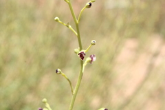 Scrophularia hypericifolia image