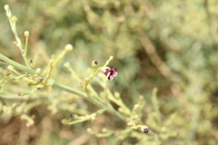 Image of Scrophularia hypericifolia
