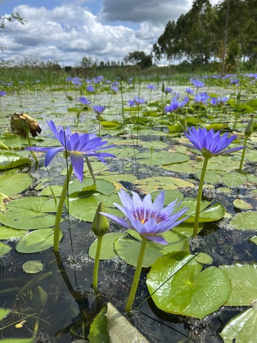 Nymphaea nouchali var. zanzibariensis