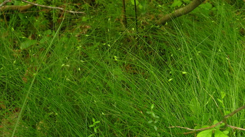 Image of Billings' Sedge (Carex billingsii) by (c) Alex Karasoulos, some rights reserved (CC BY)