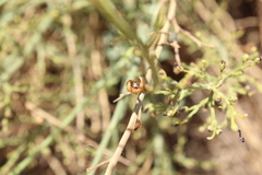 Scrophularia hypericifolia image