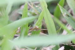 Sameodes cancellalis