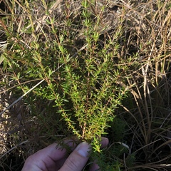 Hypericum brachyphyllum