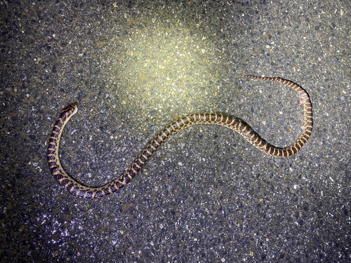 Red-banded Snake