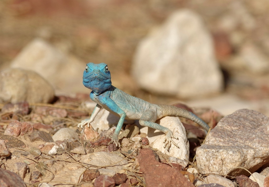 Aqaba Agama