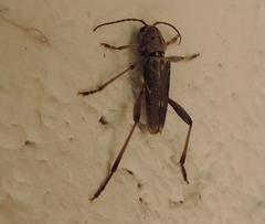 Xylotrechus smei