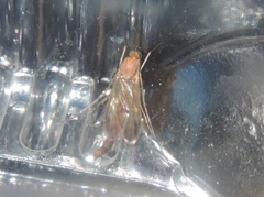 Keroplatus