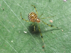 Theridion zonulatum
