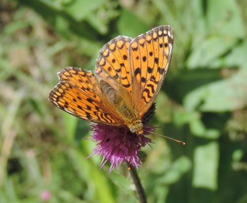 Niobe fritillary