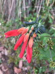 Lamourouxia multifida