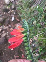 Lamourouxia multifida