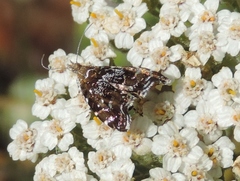 Prochoreutis stellaris