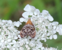 Tebenna bjerkandrella