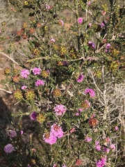 Kunzea recurva