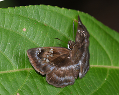 Quadrus cerialis