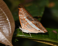 Adelpha alala