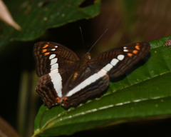Adelpha alala