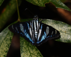 Jemadia hospita