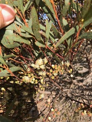 Eucalyptus buprestium