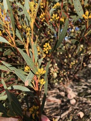Eucalyptus buprestium