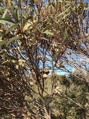 Eucalyptus buprestium